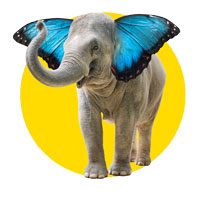lp-elephly lp-elephly